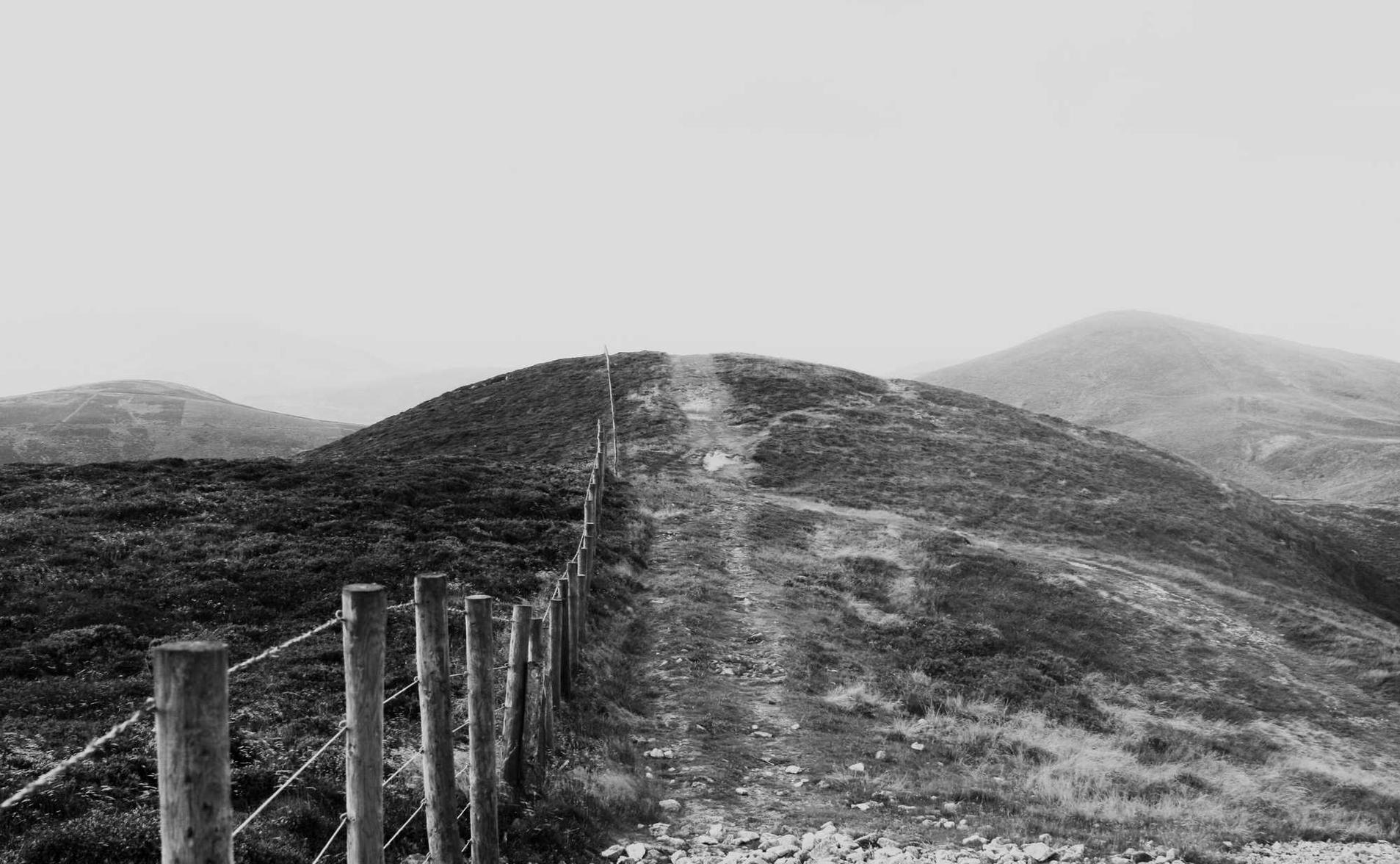 张店宠物购买平台