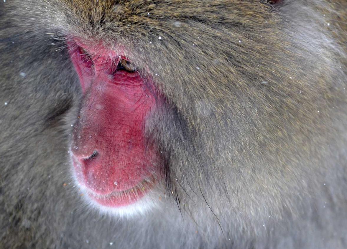 平台购买假酒怎么处理