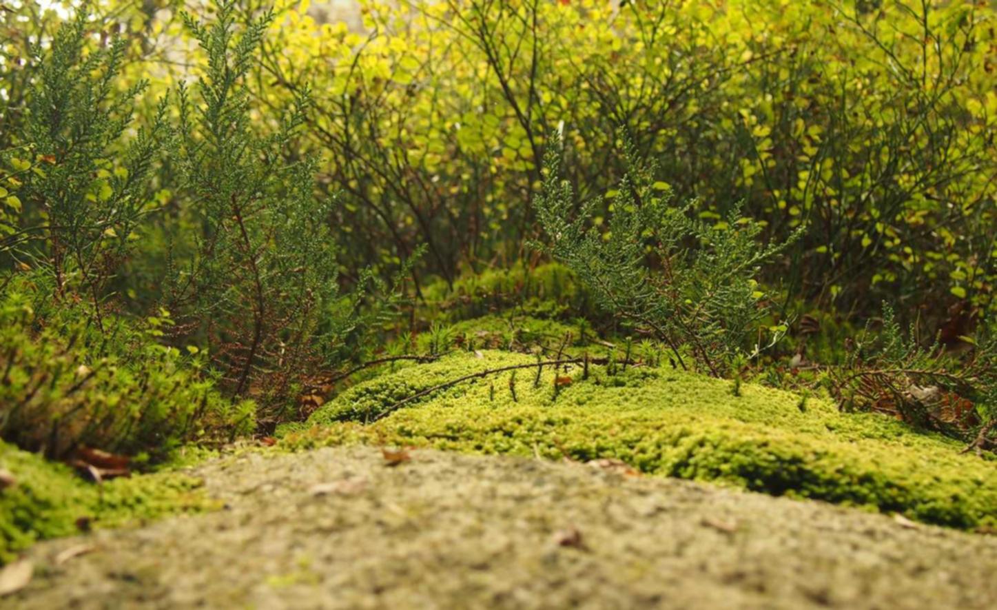 如何使用竞争分析工具进行SEO