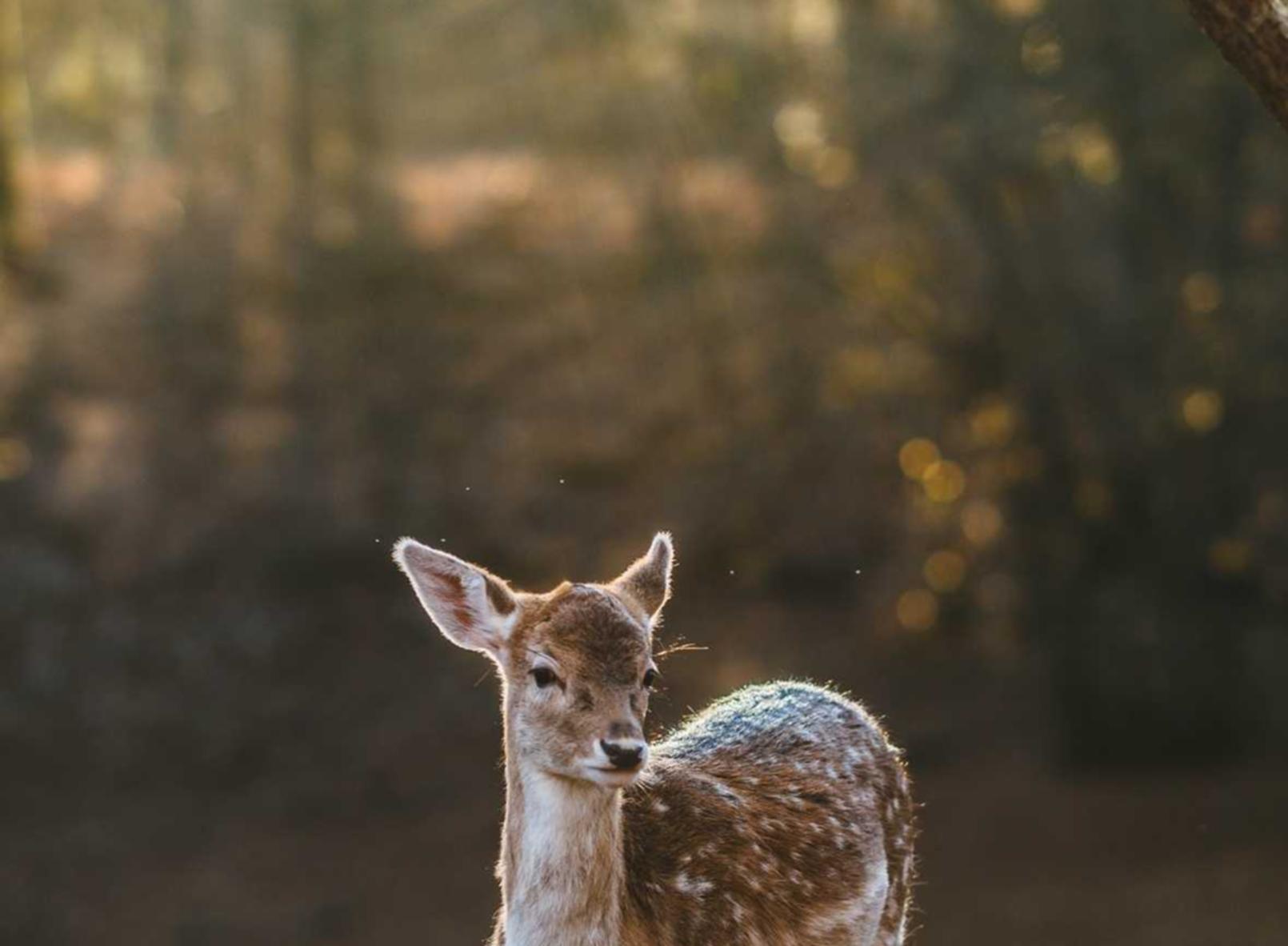 DDOS网页端平台|双创联盟APP详情下载教程