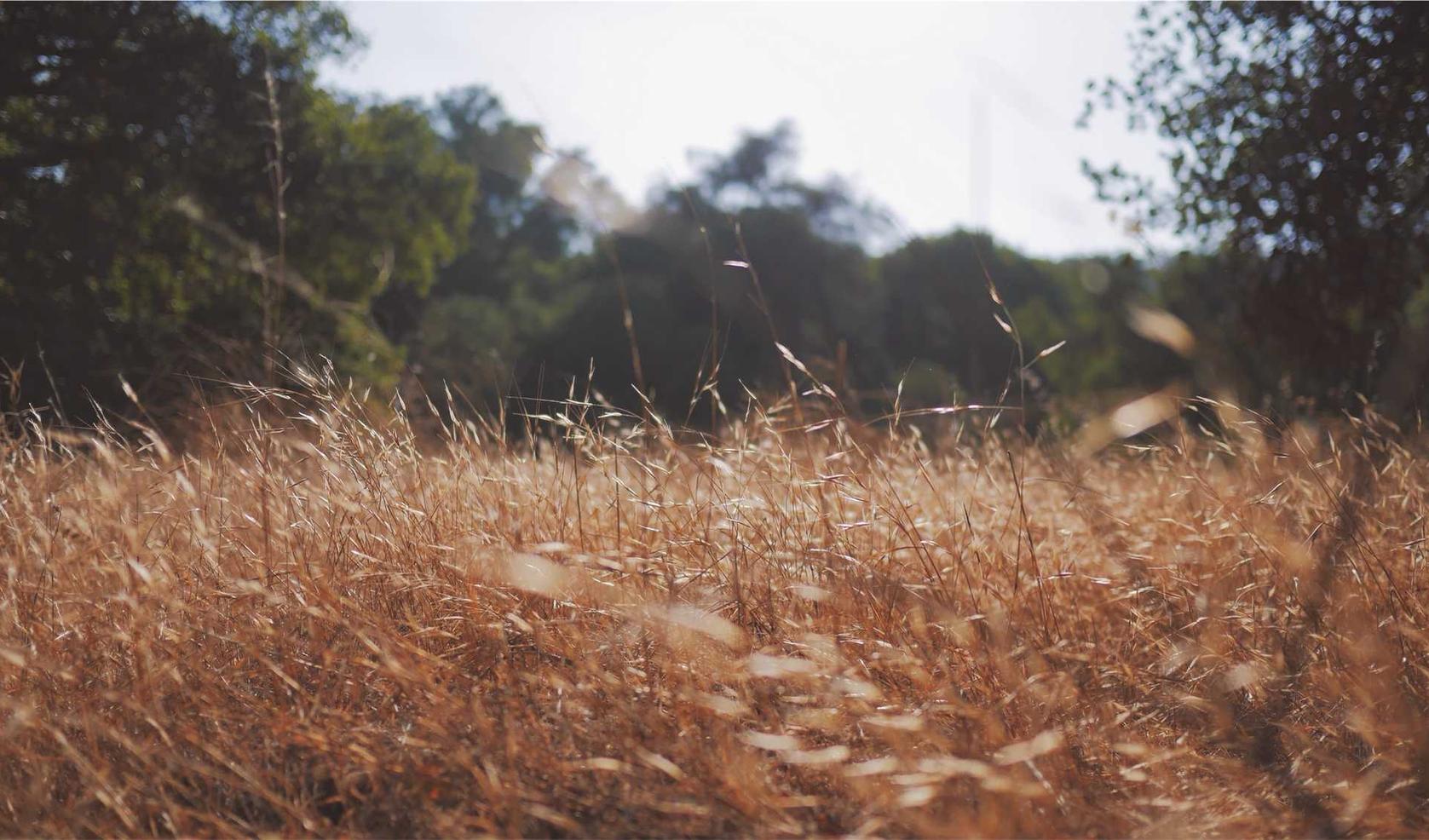 杏福向平台申请代理