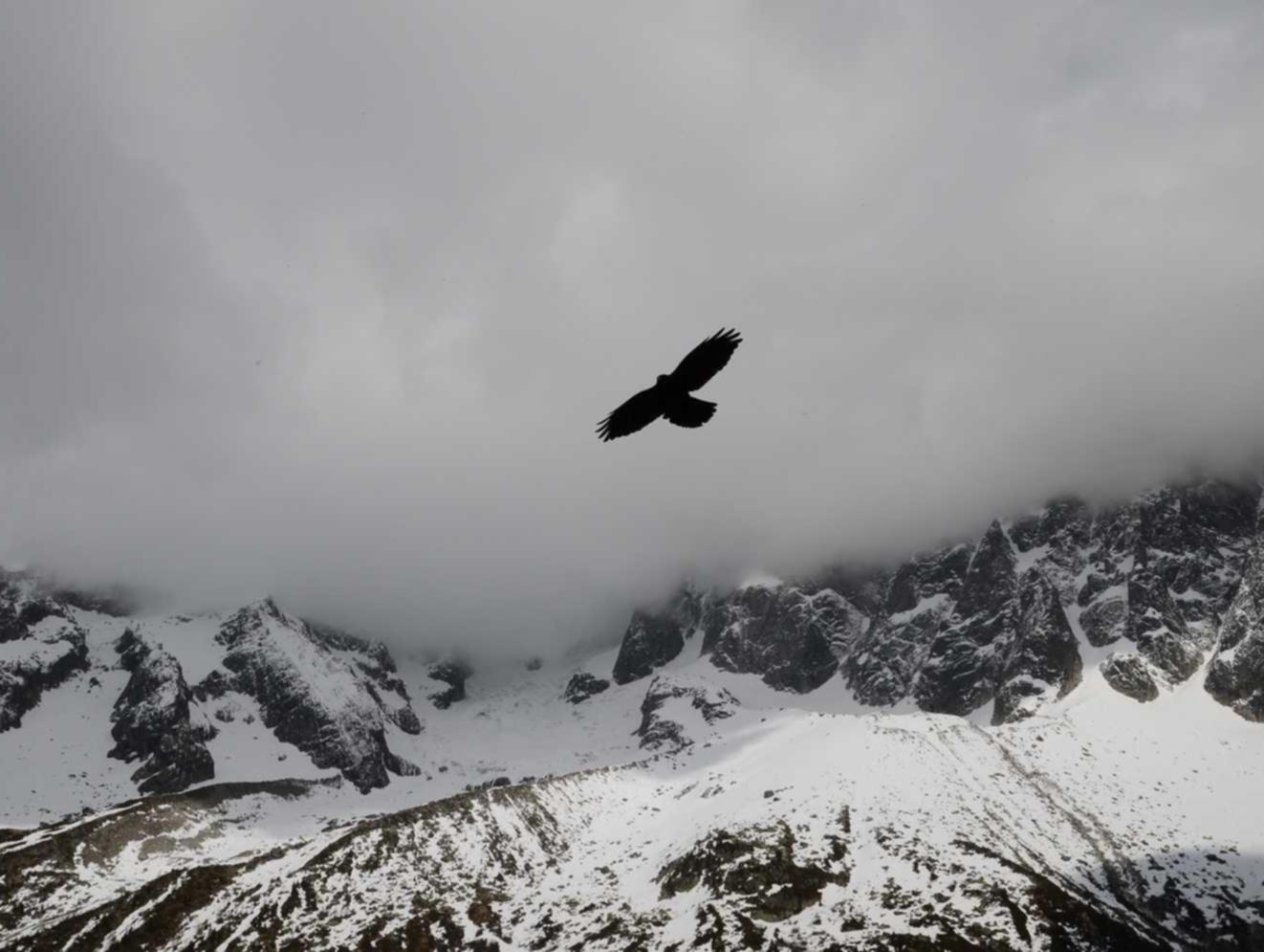 铁塔猫蛋黄双爆珠（细）：深圳专业公司注册代理费用