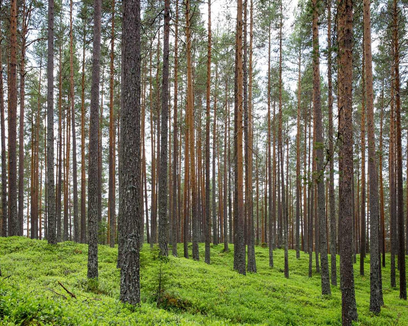 DDOS攻击教程|真会买app详情下载教程