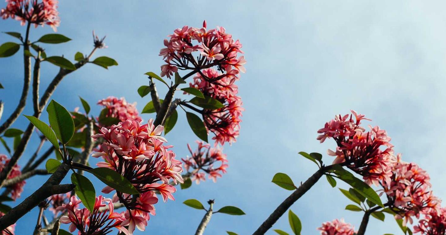 无需实名流量卡- 预支卡app在哪详情下载教程