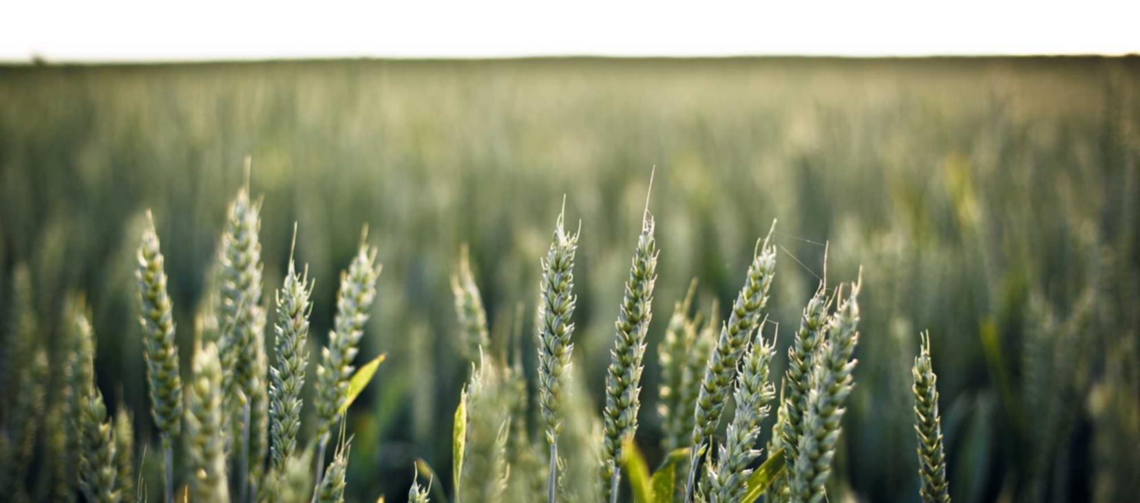 对于烟草的税收如何影响消费者吸烟?