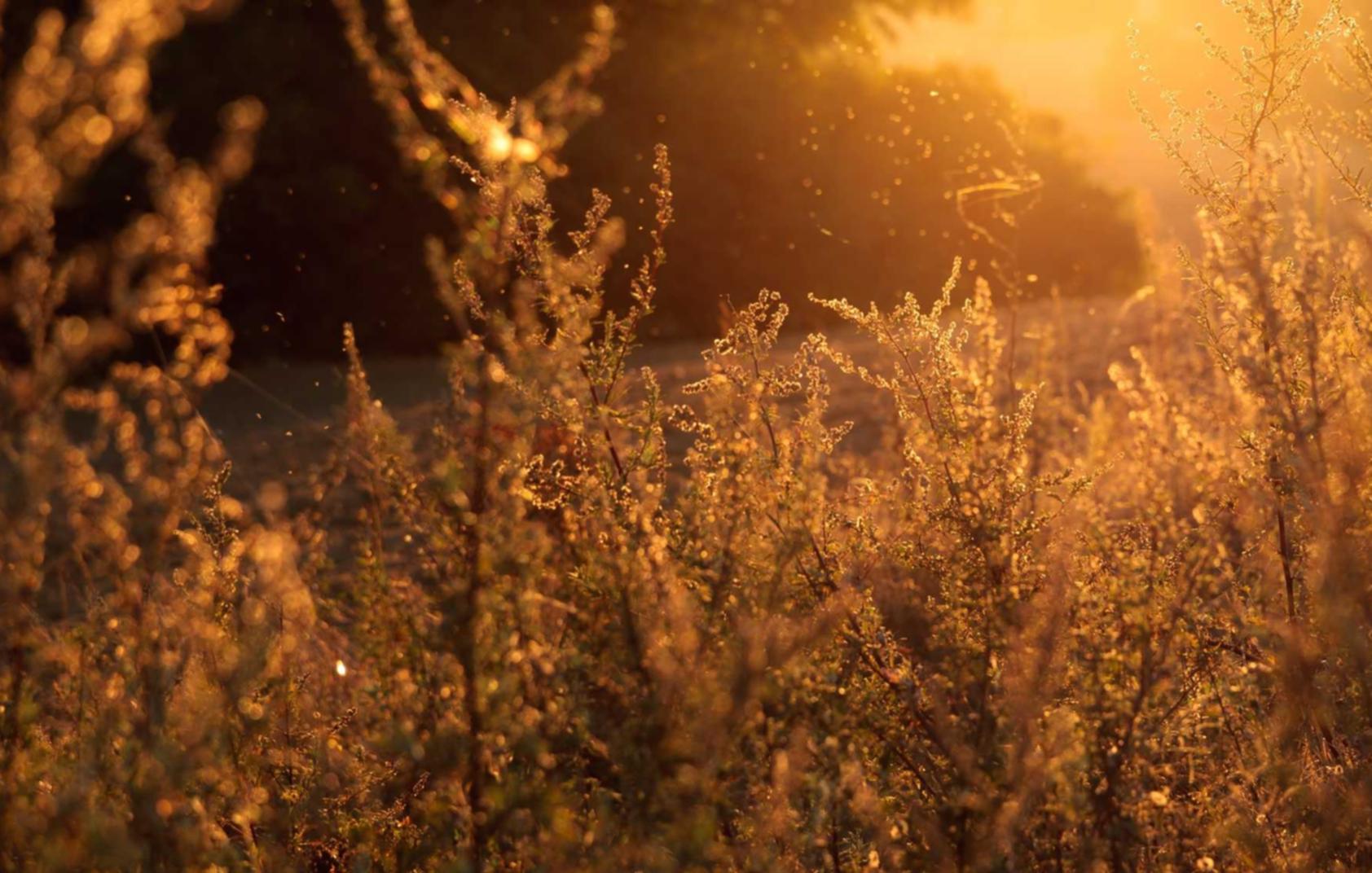 方盒万宝路柑橘爆珠：拼多多线上货源代理平台