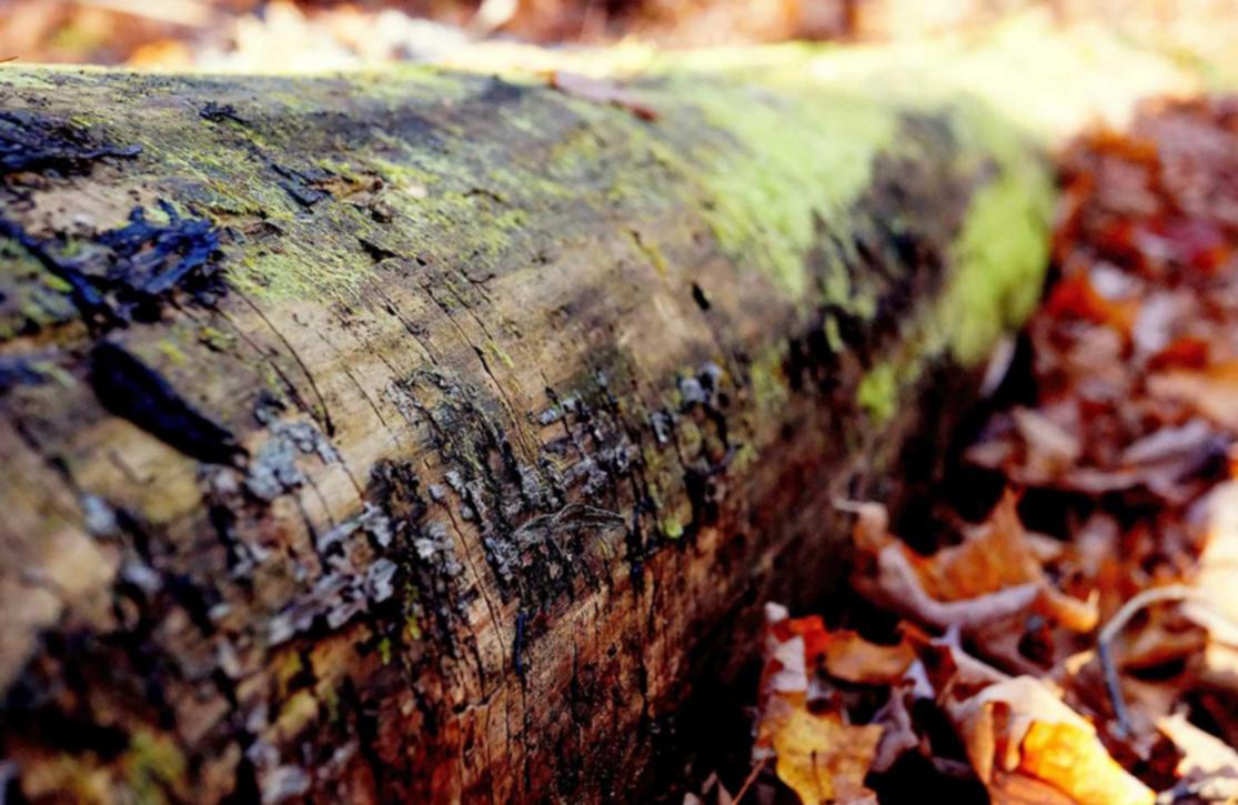 华为云实名账号:详情下载教程头像壁纸app