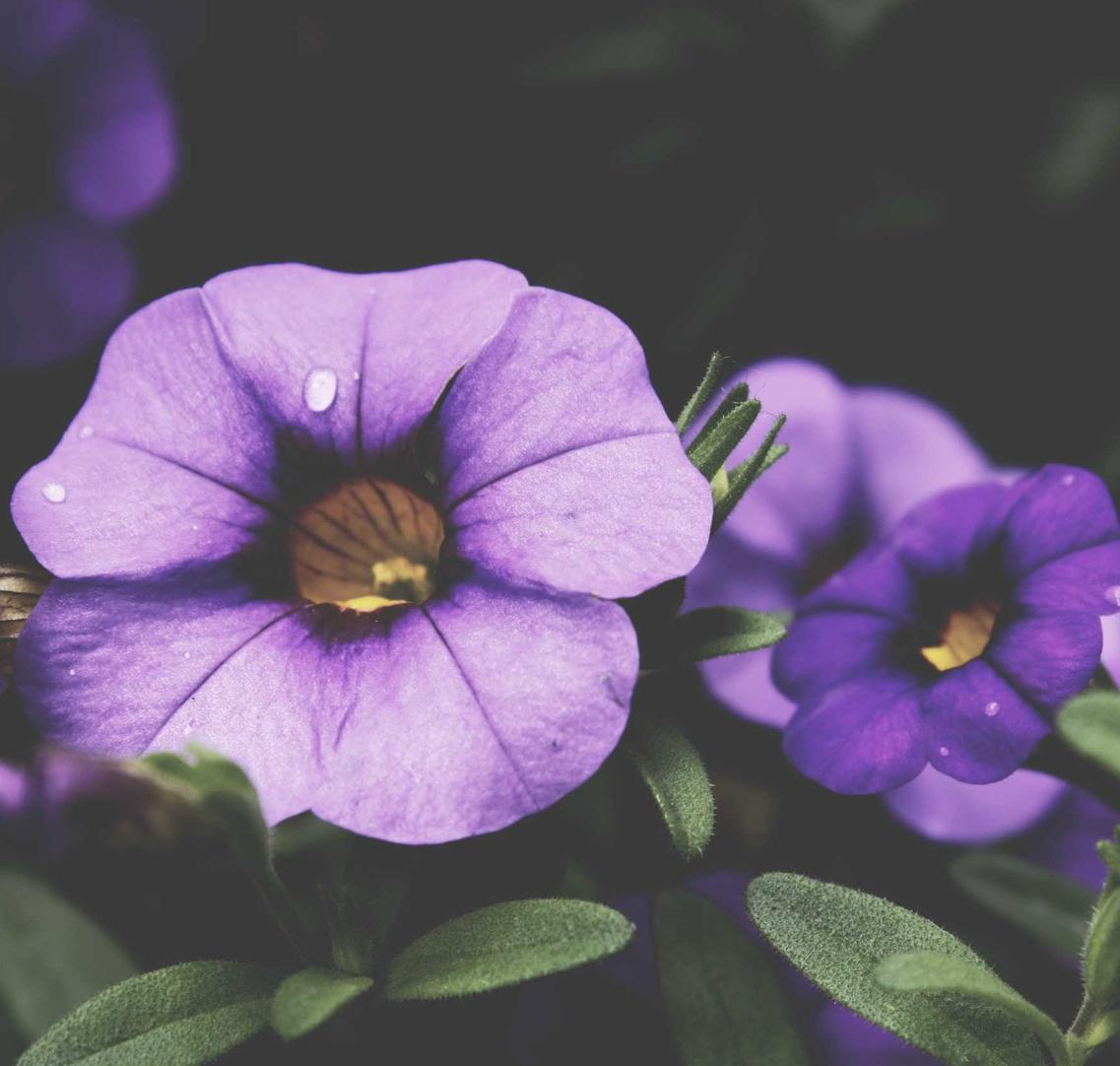 奥特曼系列OL：生鲜购买平台排名