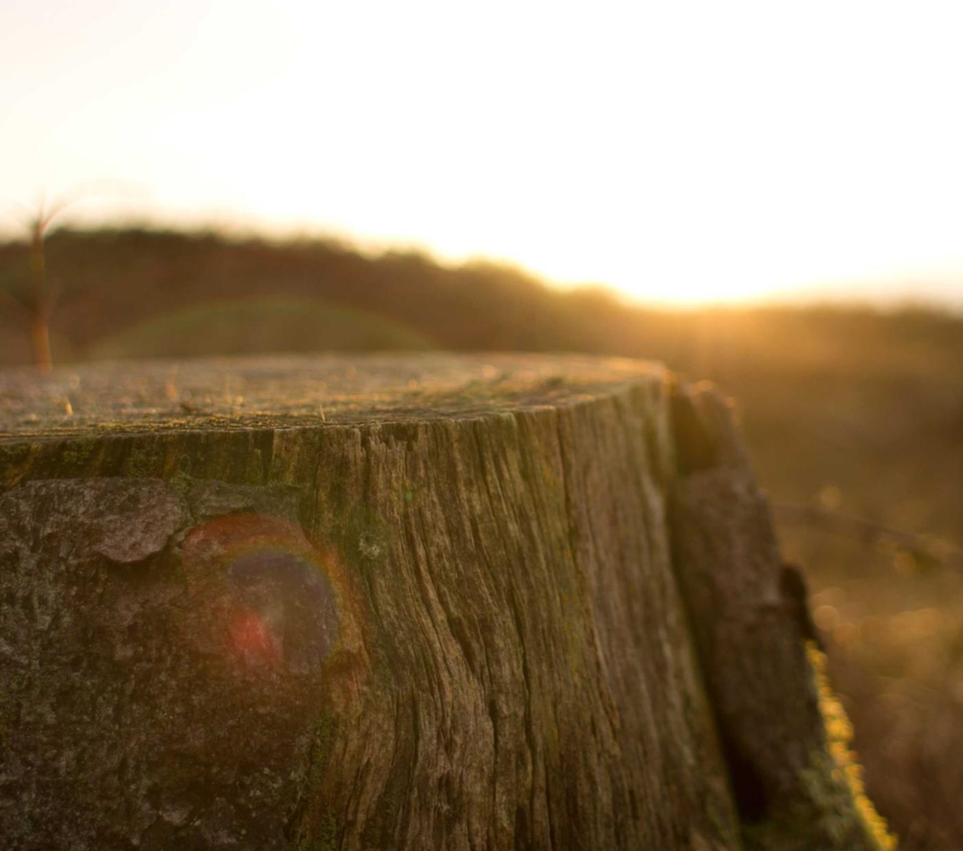 免费代理卖货平台
