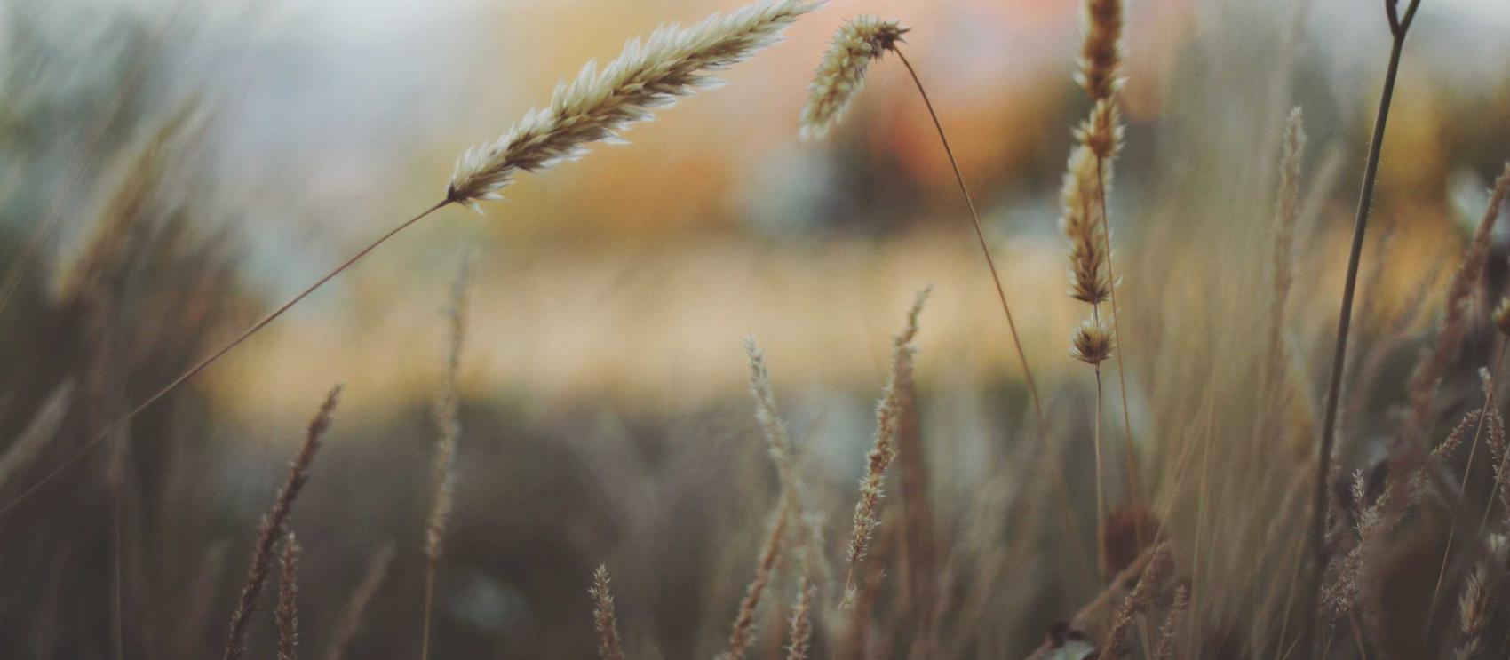 校花的贴身高手：天阶岛：代理电脑的平台