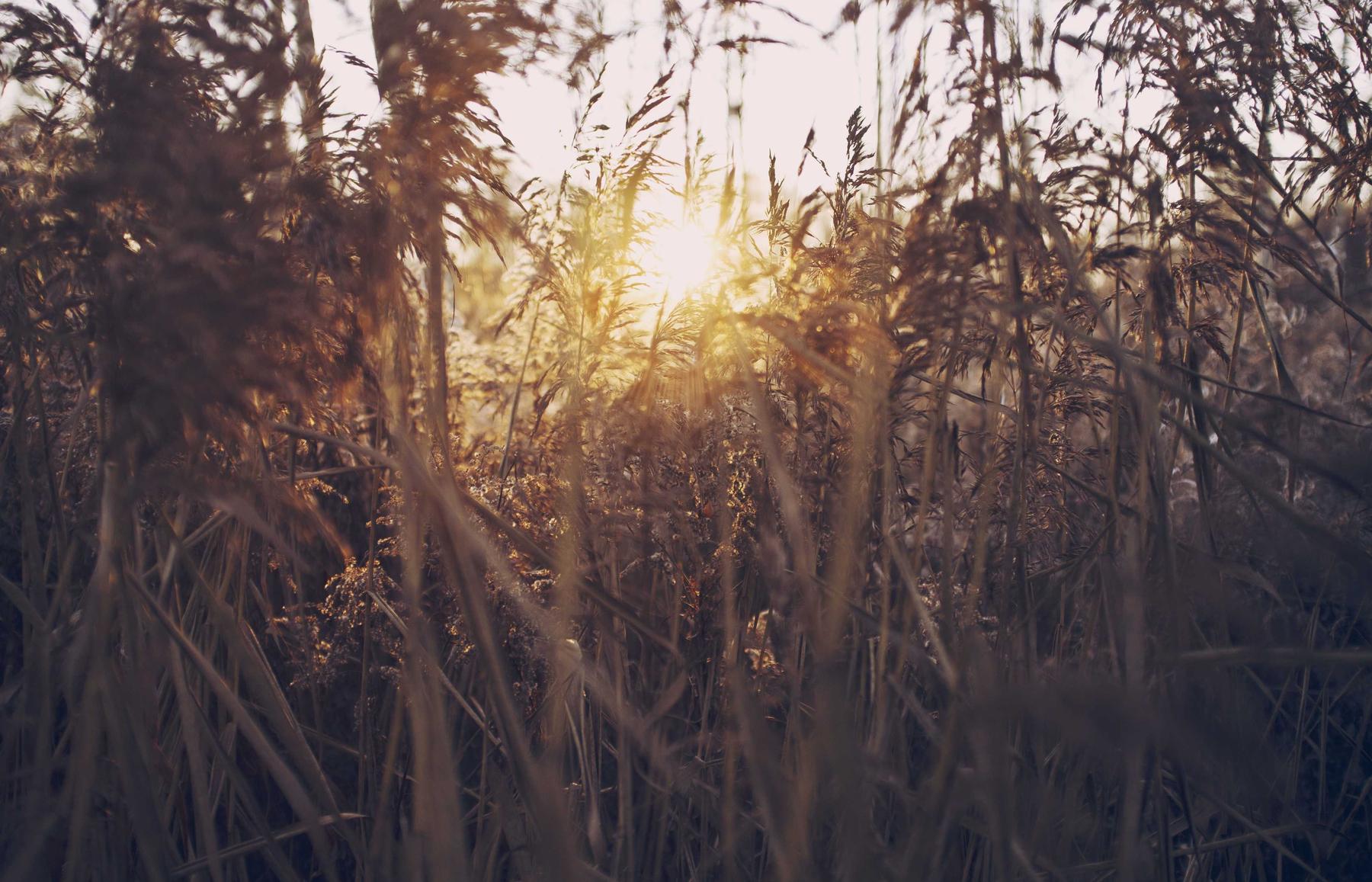 万向金花代理平台