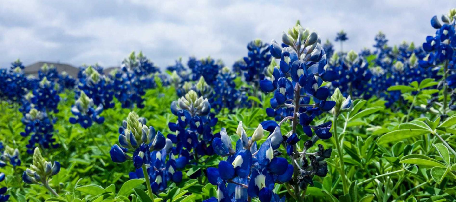 详情下载教程北京交警app办进京证