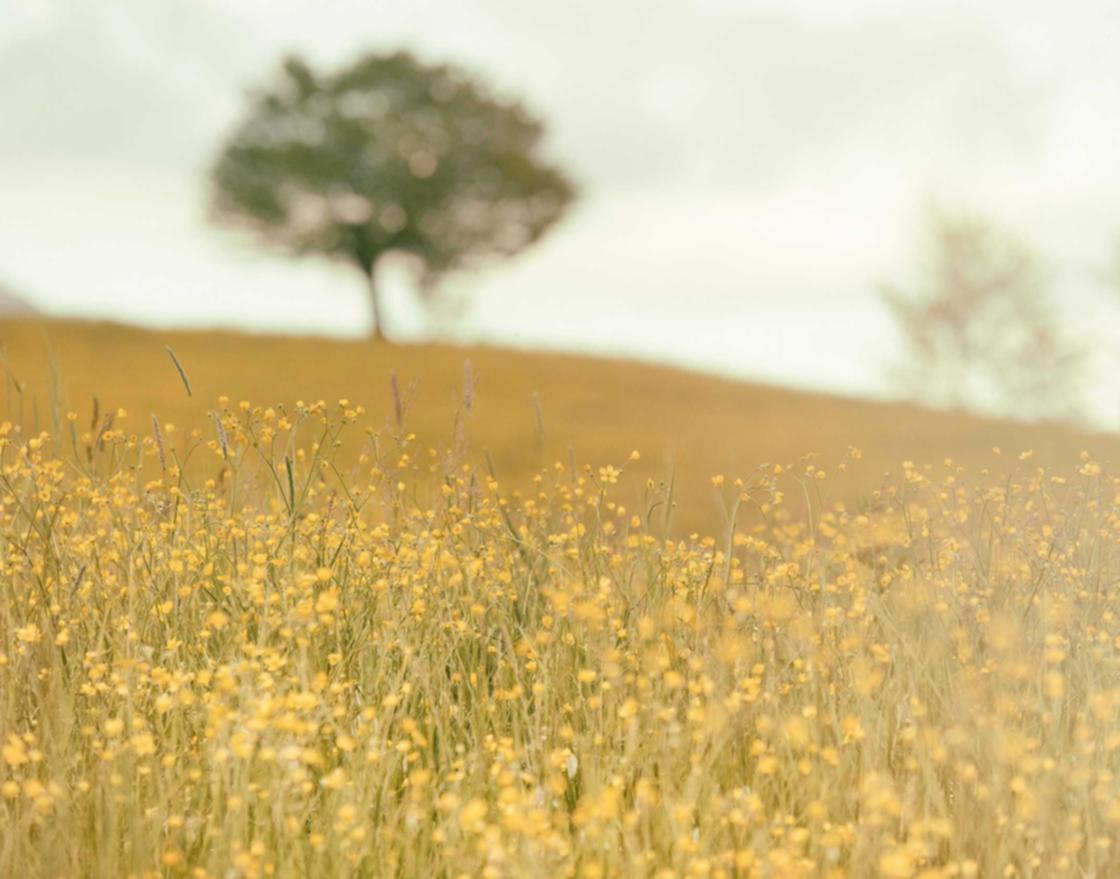 铁塔猫苏打爆珠(粗):极速头条怎么注册私信账号