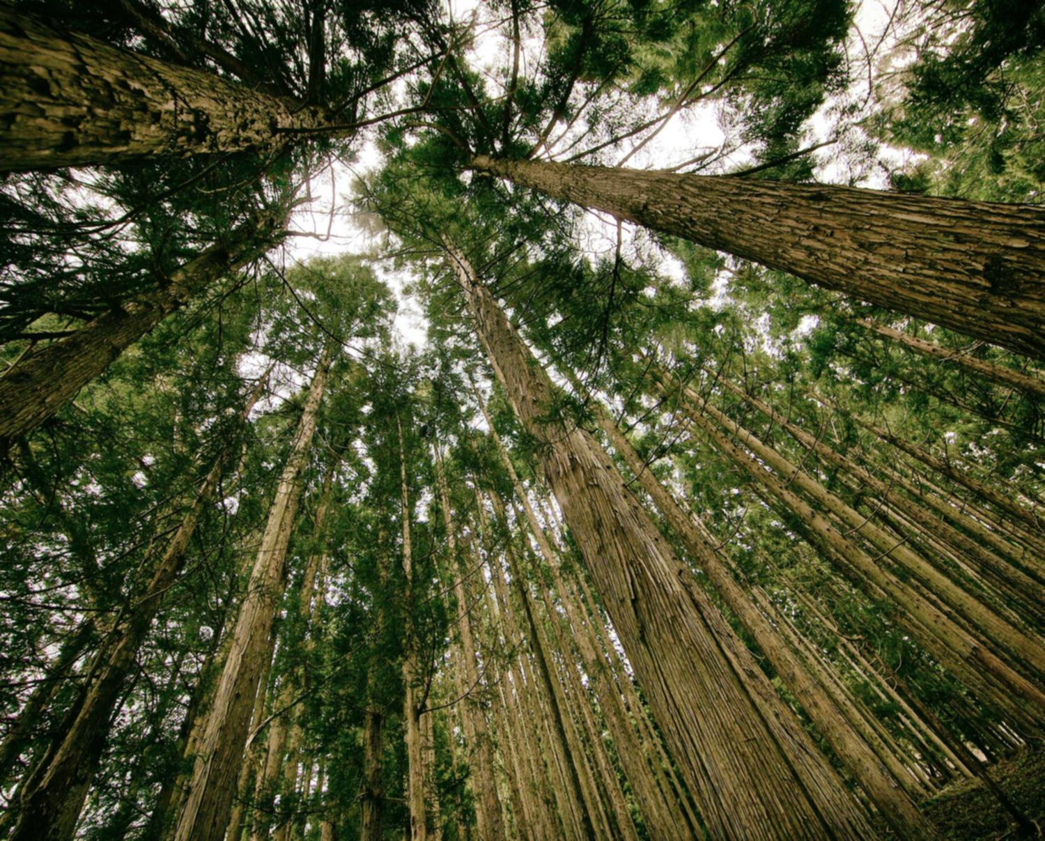 越南555银：网剧平台购买