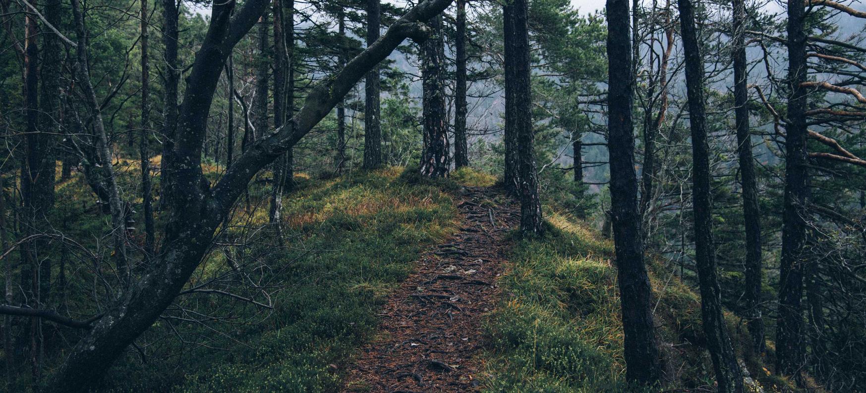 0月租流量卡：中国飞猪代理平台