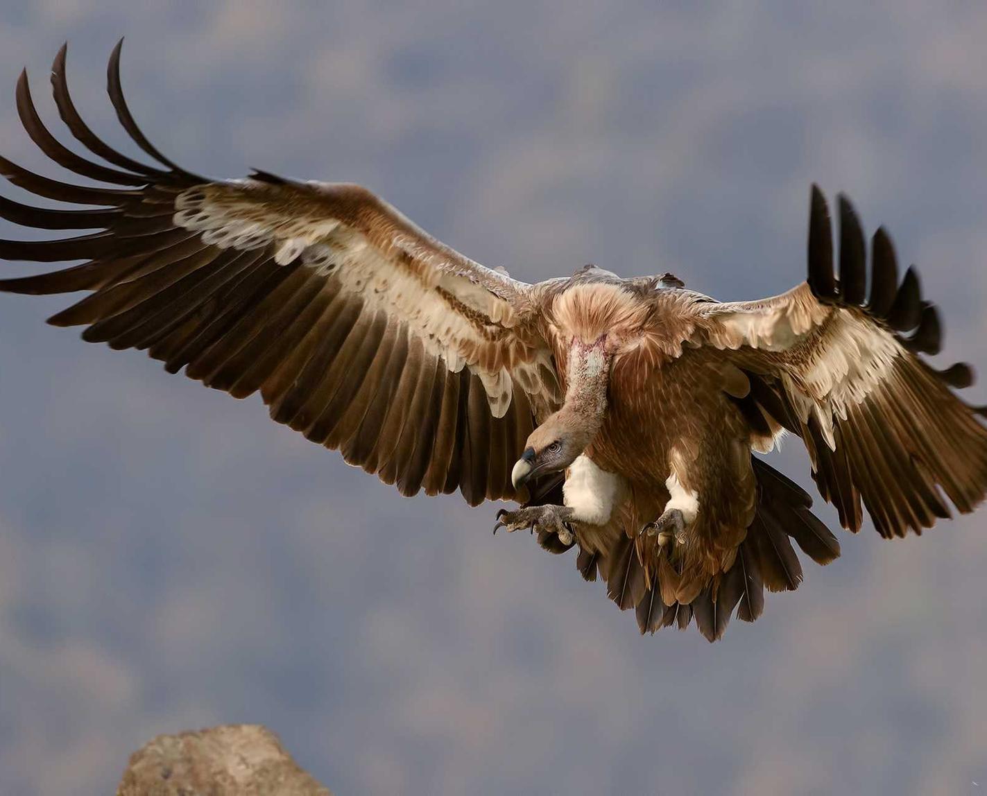 迪信通实名账号:生鲜平台代理方案
